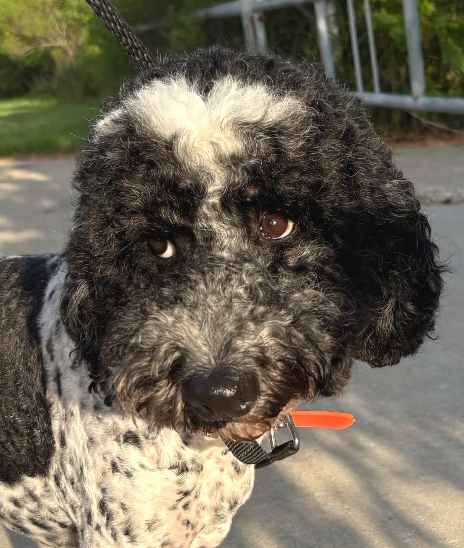 Pecas, Adoptable, Young Male Poodle.