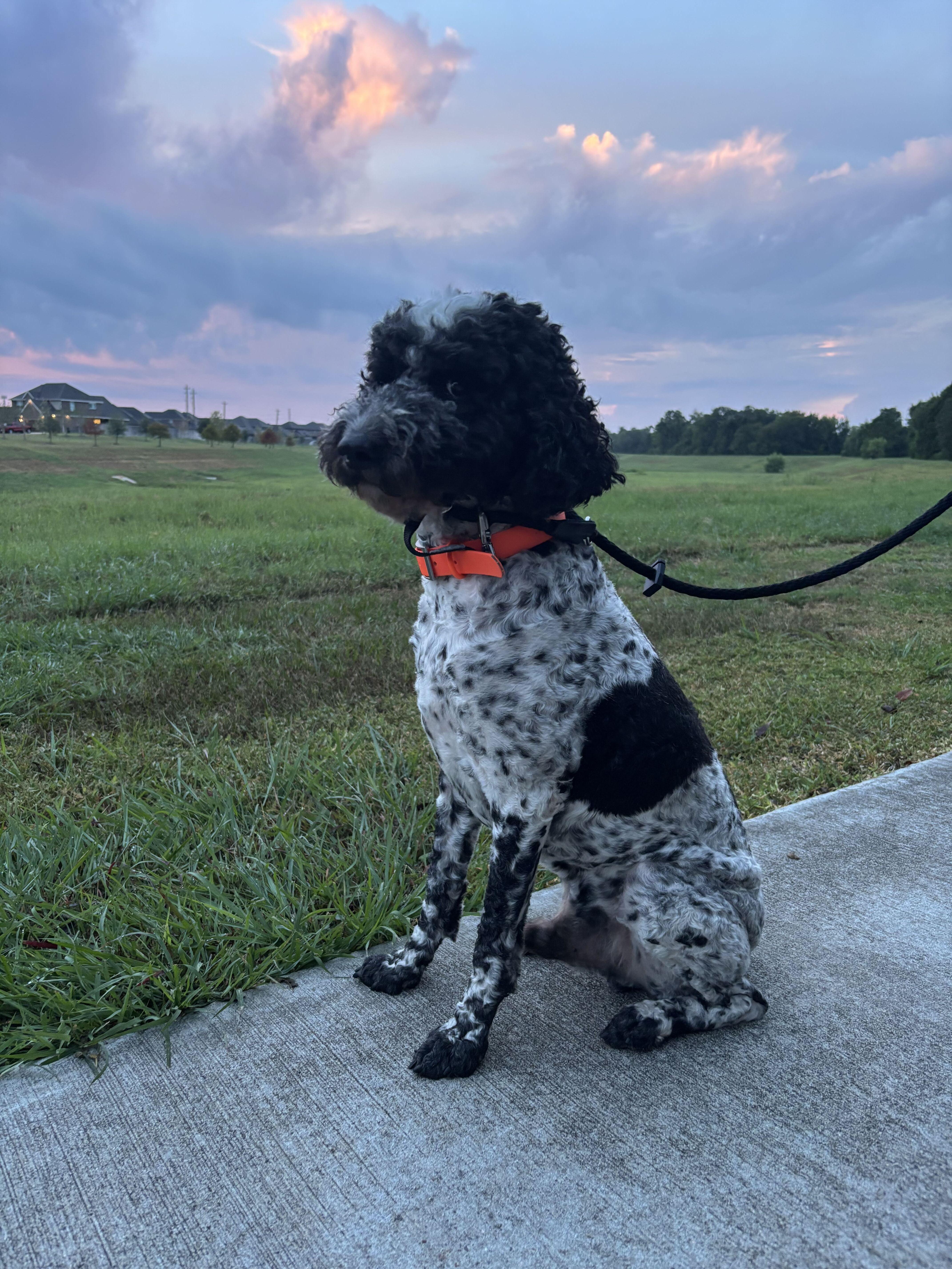 Enlarge Pecas, a Adoptable mixed breed in Garland, TX image 5/5