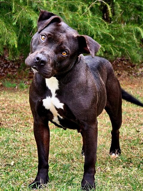 TOFFEE, Adoptable, Adult Female Pit Bull Terrier.