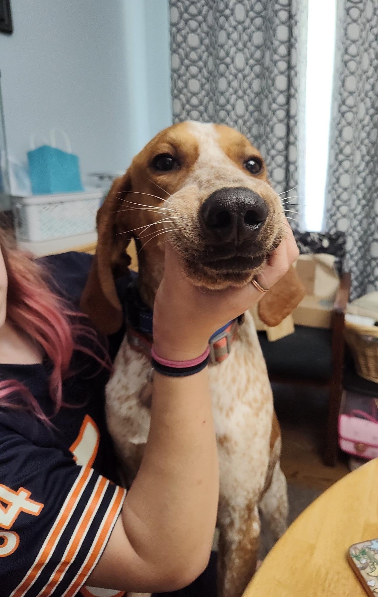 Enlarge Copper, a Adoptable English Coonhound in Hammond, IN image 4/6