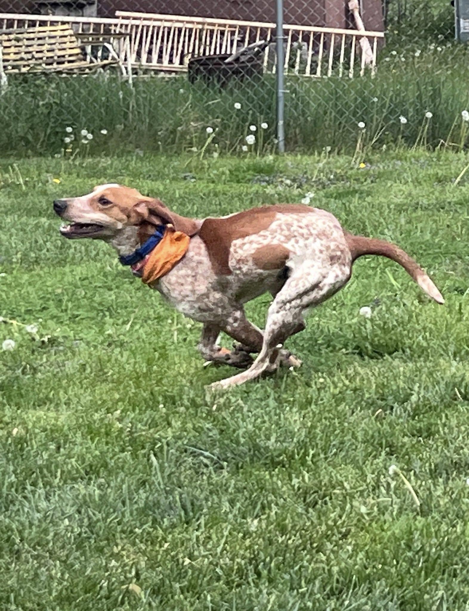 Copper, Adoptable, Young Male English Coonhound.