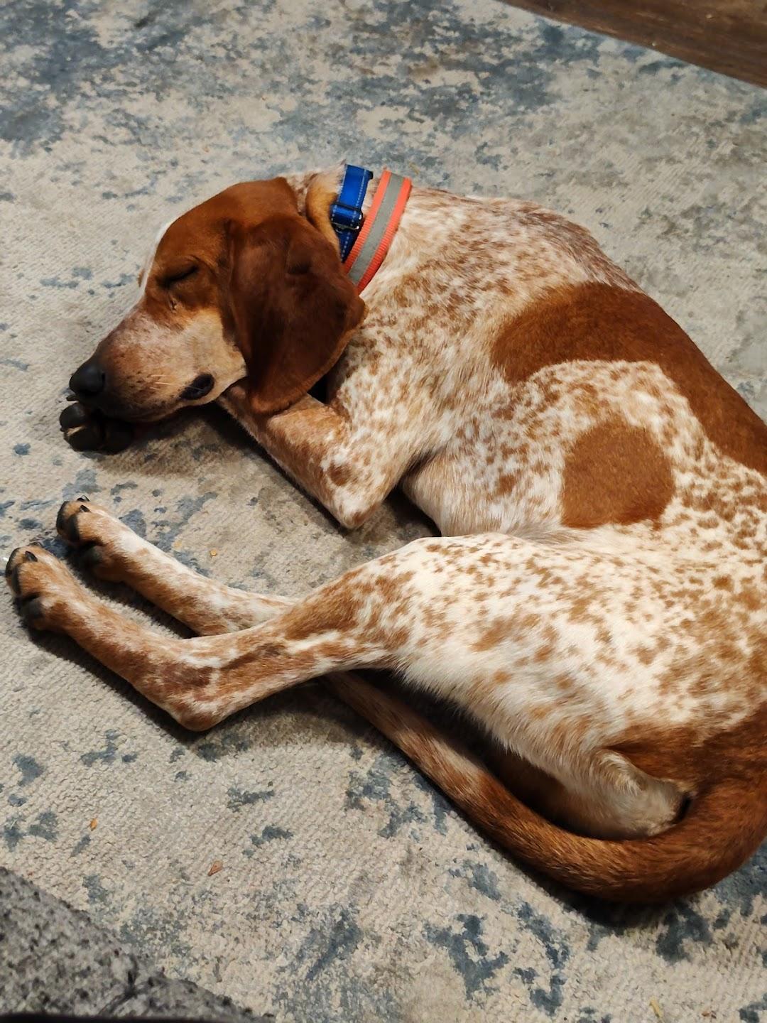 Enlarge Copper, a Adoptable English Coonhound in Hammond, IN image 3/6