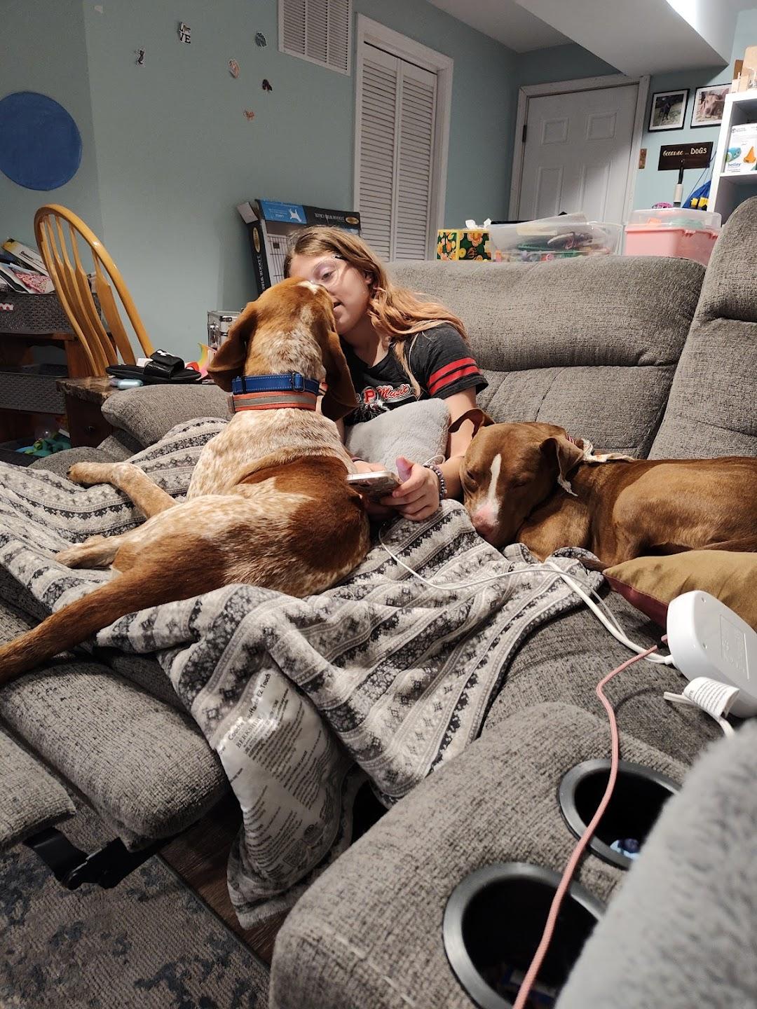 Enlarge Copper, a Adoptable English Coonhound in Hammond, IN image 5/6