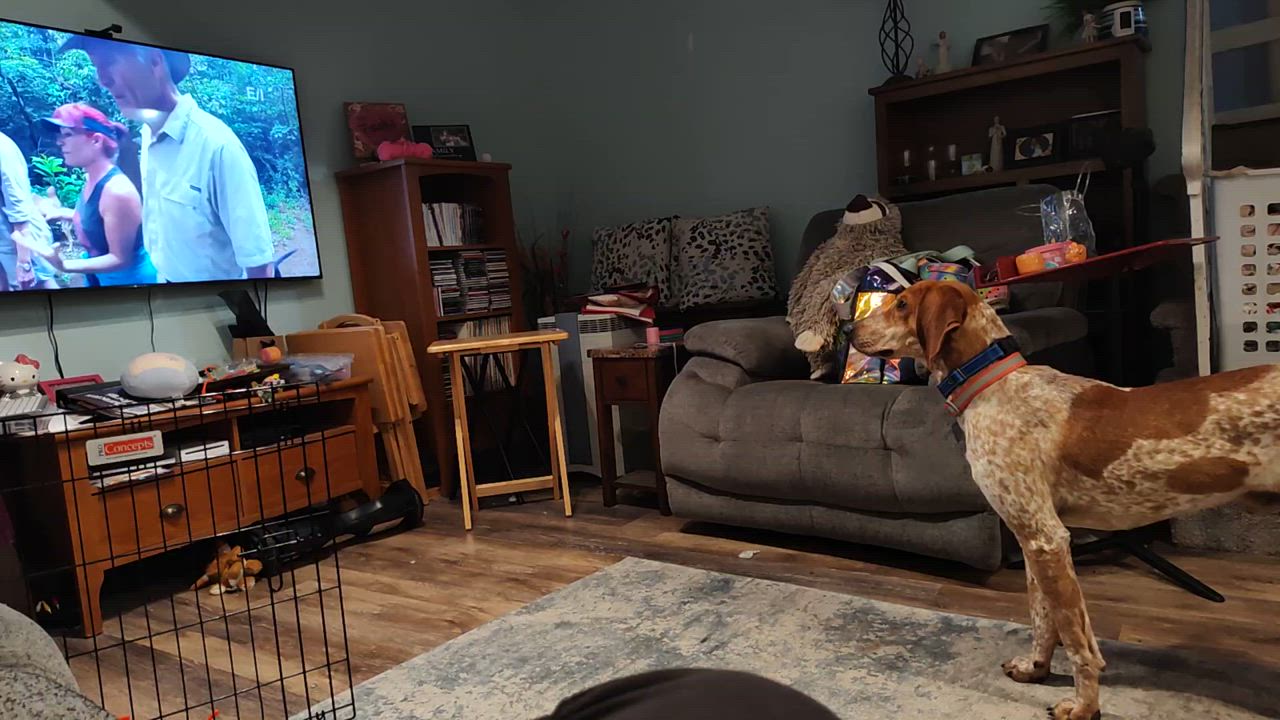 Enlarge Copper, a Adoptable English Coonhound in Hammond, IN video 2/6