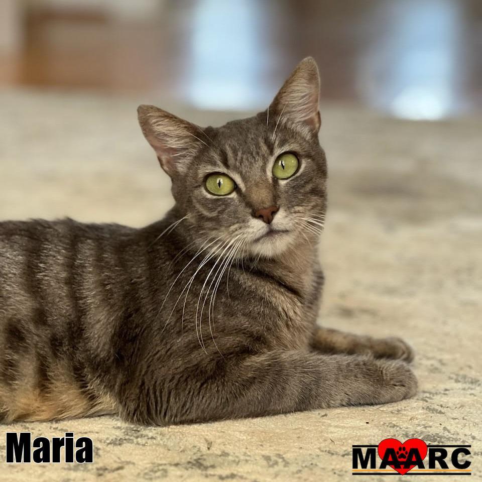 Maria, Adoptable, Young Female Domestic Short Hair.