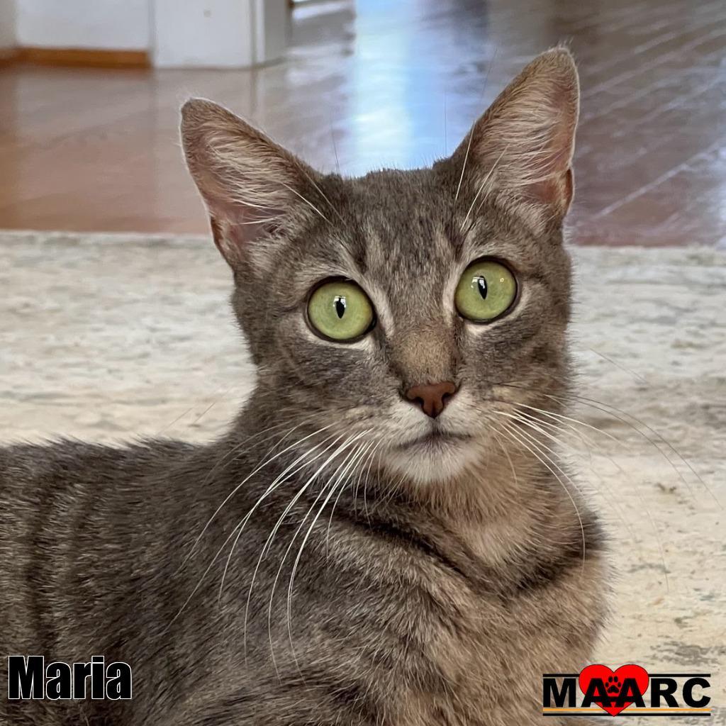 Enlarge Maria, a Adoptable mixed breed in Maryville, TN image 2/3