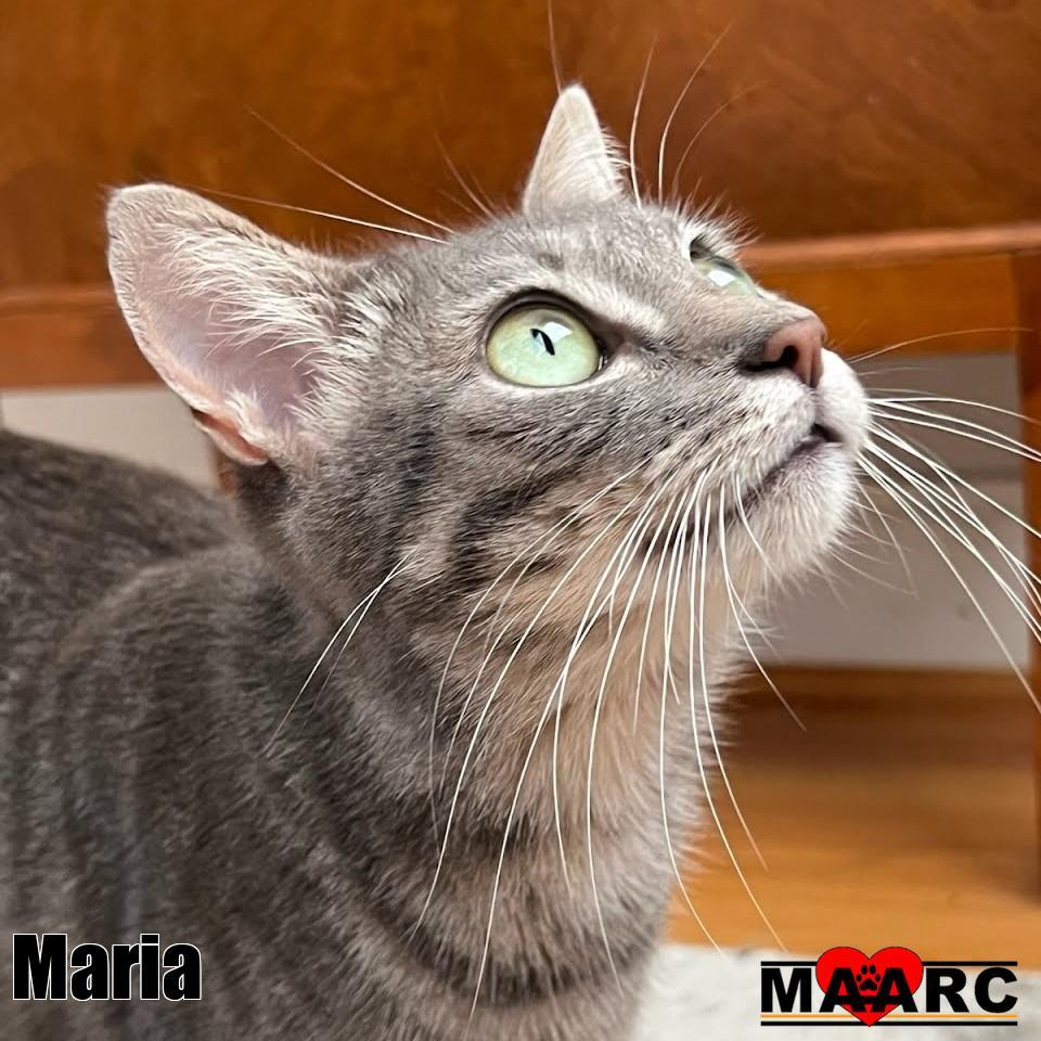 Enlarge Maria, a Adoptable mixed breed in Maryville, TN image 3/3