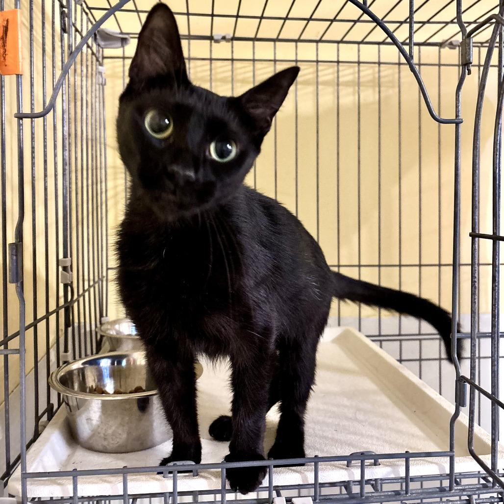 Orchard, Adoptable, Adult Female Domestic Short Hair.