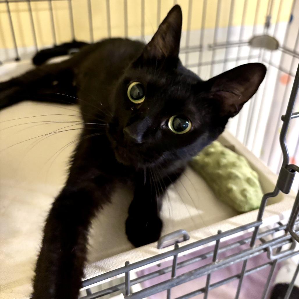 Orchard, a Adoptable Domestic Short Hair in Carencro, LA image 2/4