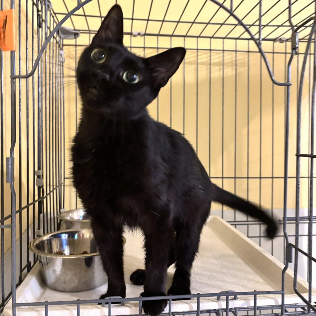 Orchard, a Adoptable Domestic Short Hair in Carencro, LA image 3/4