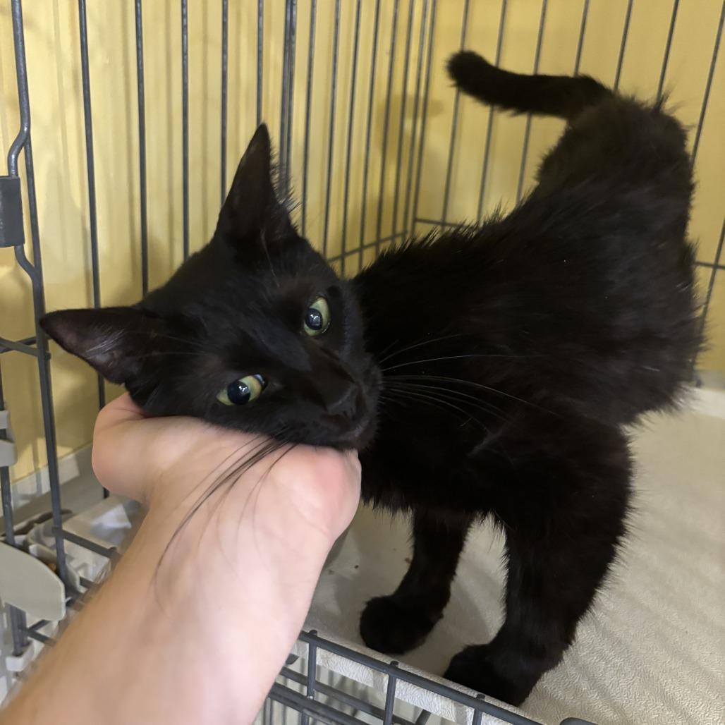Orchard, a Adoptable Domestic Short Hair in Carencro, LA image 4/4