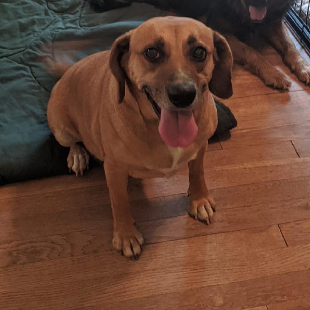 Lacey, Adoptable, Young Female Beagle.