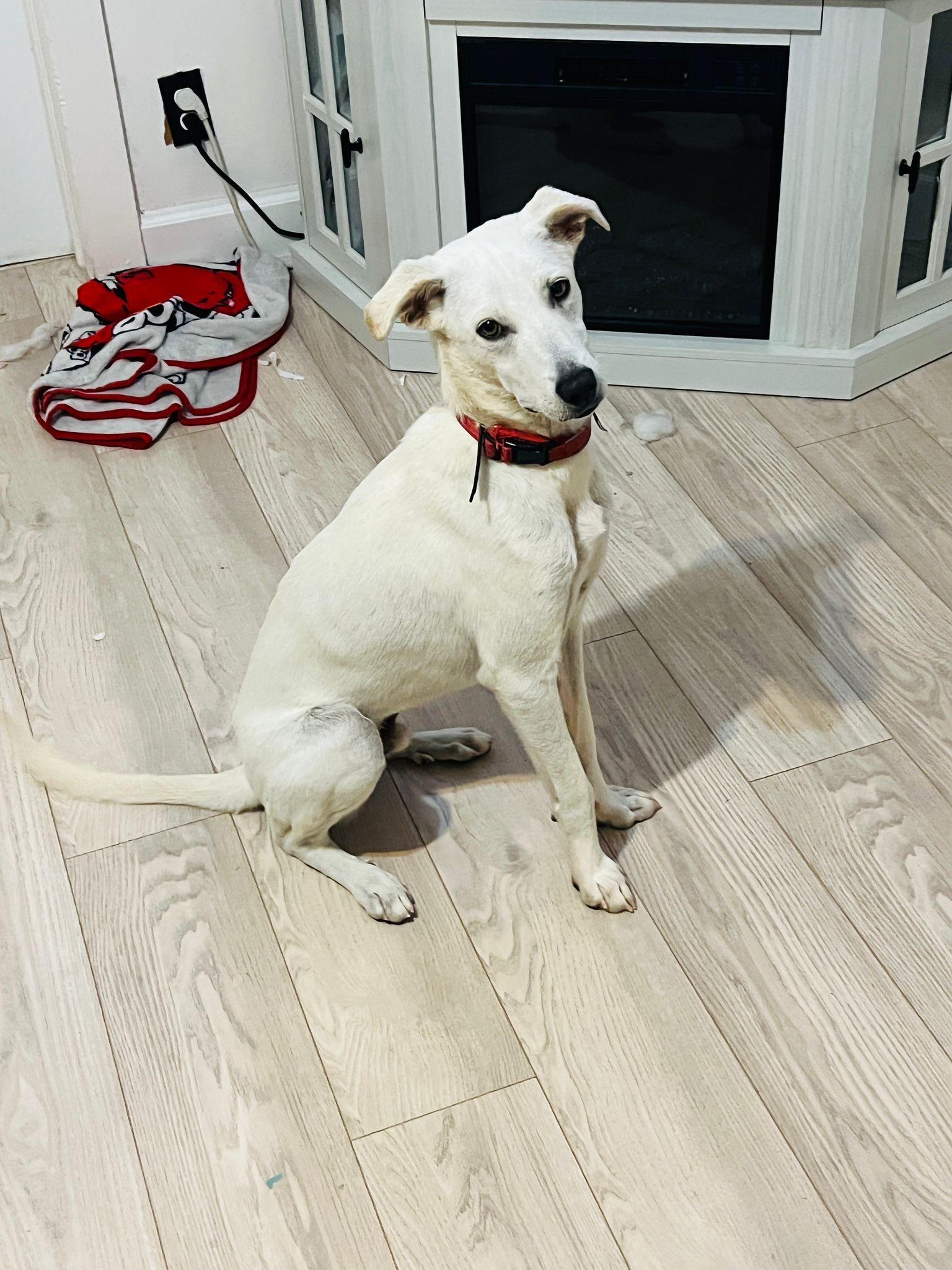 Enlarge BONITO, a Adoptable mixed breed in Annapolis, MD image 1/4