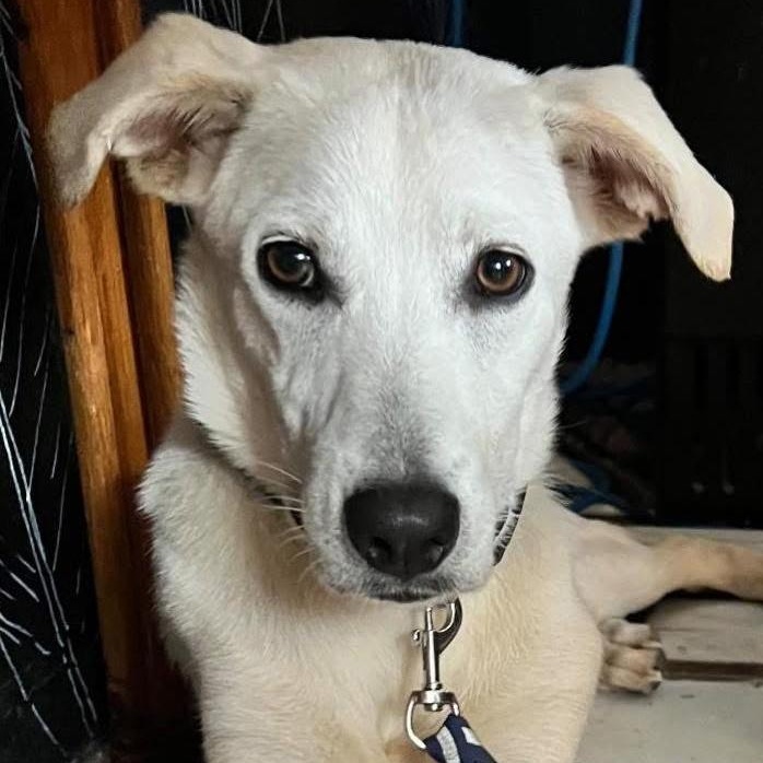 BONITO, Adoptable, Young Male Labrador Retriever & Hound.
