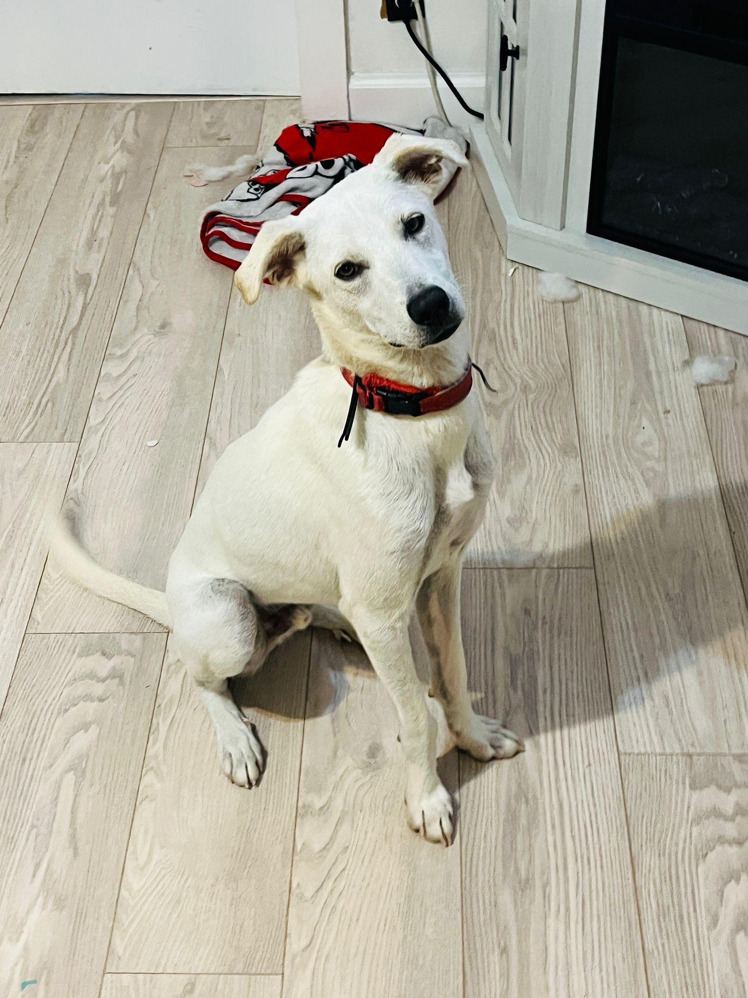 Enlarge BONITO, a Adoptable mixed breed in Annapolis, MD image 2/4