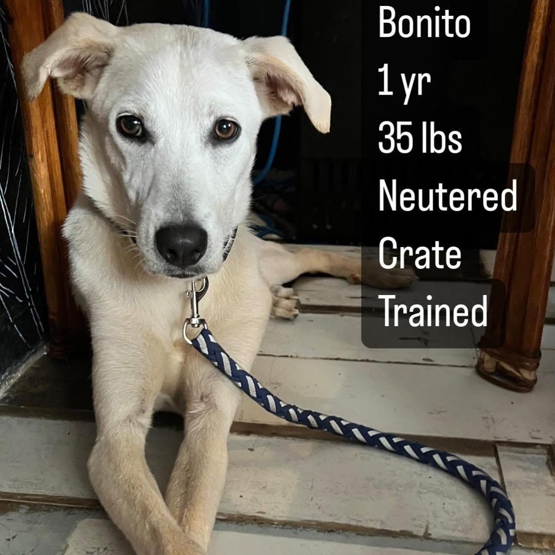 Enlarge BONITO, a Adoptable mixed breed in Annapolis, MD image 3/4