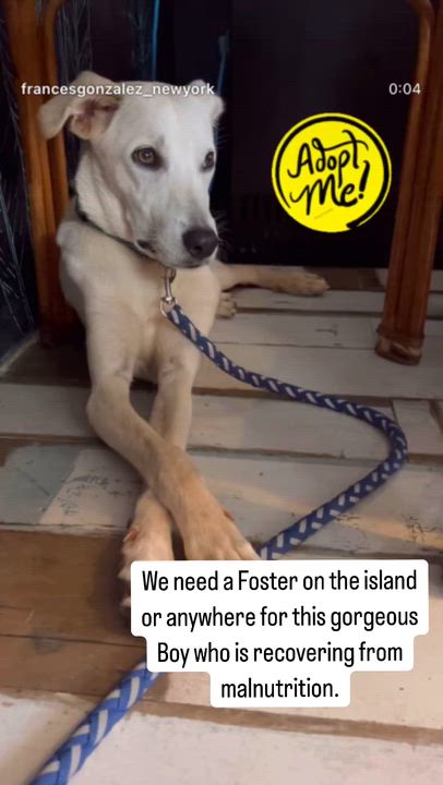 Enlarge BONITO, a Adoptable mixed breed in Annapolis, MD video 4/4