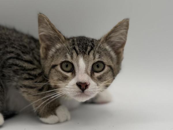 Stick, Adoptable, Kitten Male Domestic Short Hair.