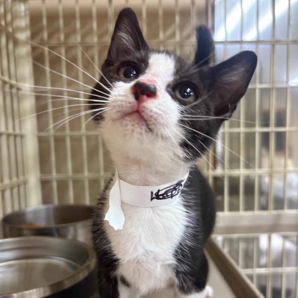 Tommy Boy, Adoptable, Kitten Male Domestic Short Hair.