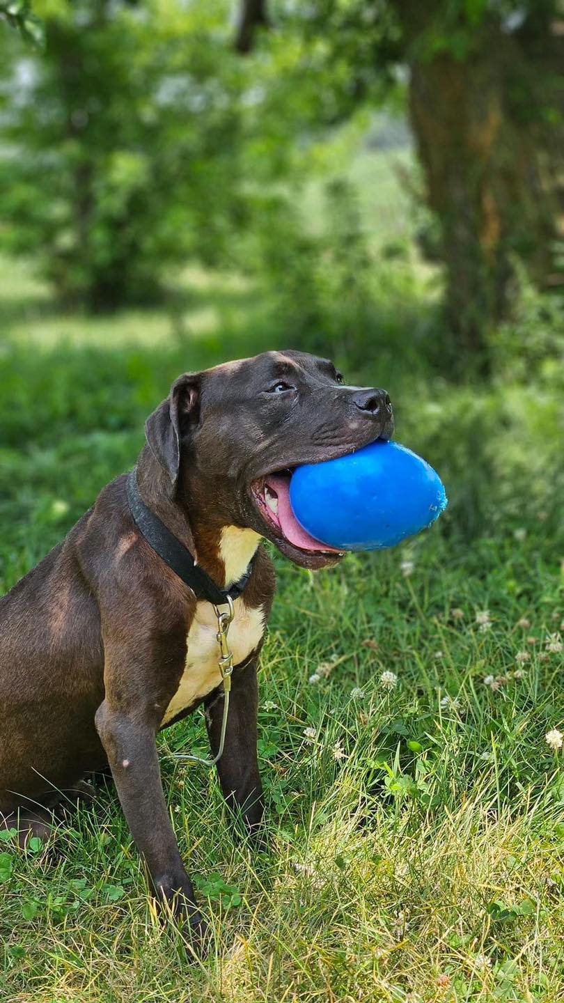 Sheldon, Baby Male American Staffordshire Terrier