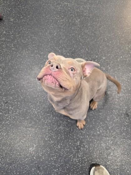 Polo, Adoptable, Adult Male Fox Terrier & Mixed Breed.