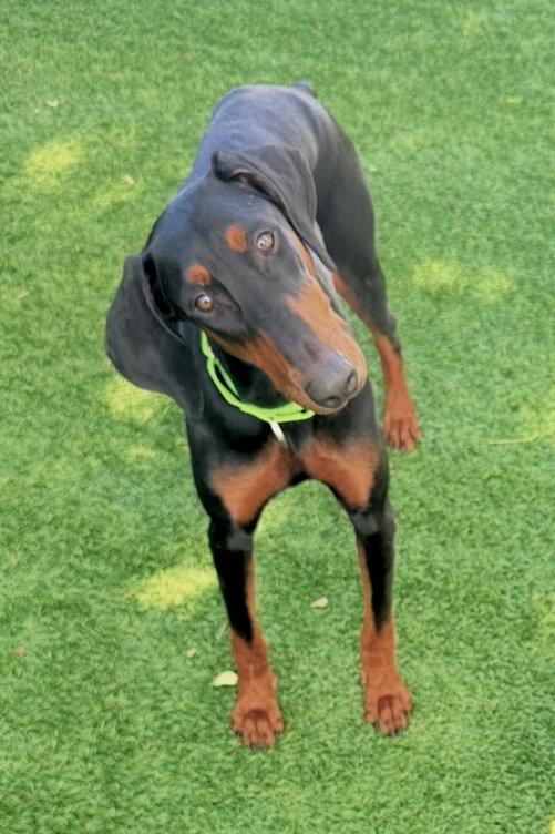 Enlarge Tina 3581, a Adopted Doberman Pinscher in Oakland Park, FL image 1/3