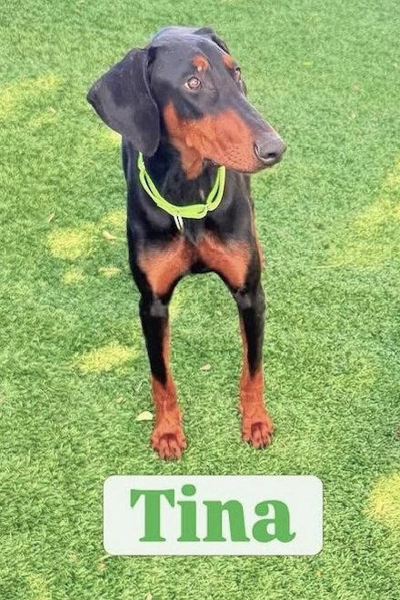 Enlarge Tina 3581, a Adopted Doberman Pinscher in Oakland Park, FL image 2/3