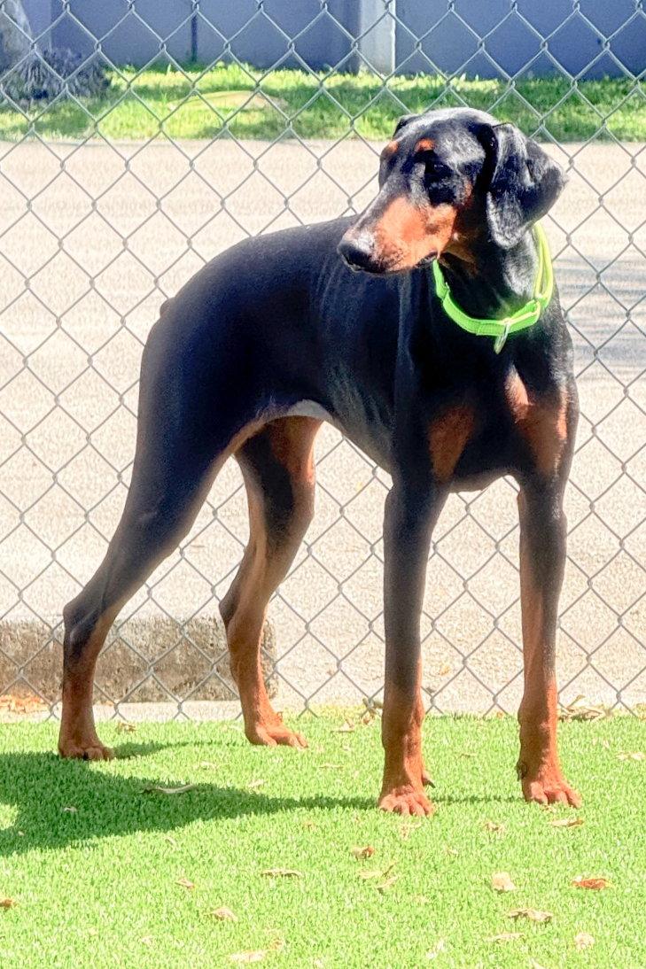 Enlarge Tina 3581, a Adopted Doberman Pinscher in Oakland Park, FL image 3/3