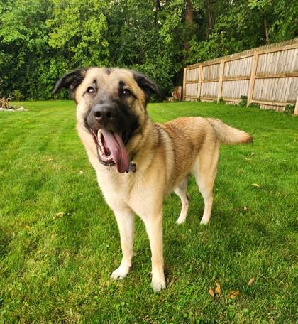 Lady Catherine, Adoptable, Adult Female Shepherd & Mixed Breed.