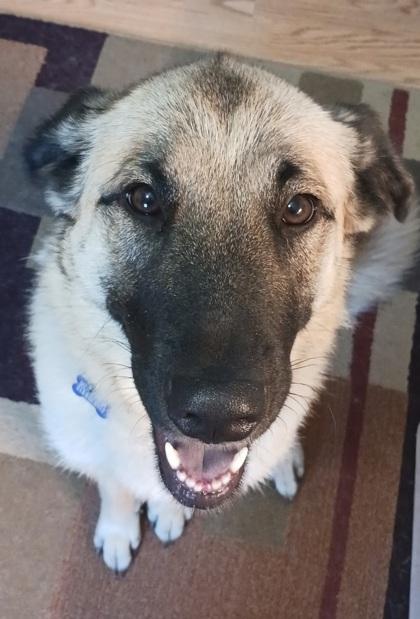Lady Catherine, Adoptable, Adult Female Shepherd & Mixed Breed.