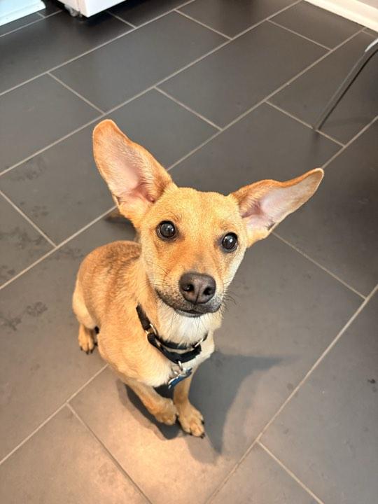 Frank, a Adoptable mixed breed in Batavia, IL image 1/6
