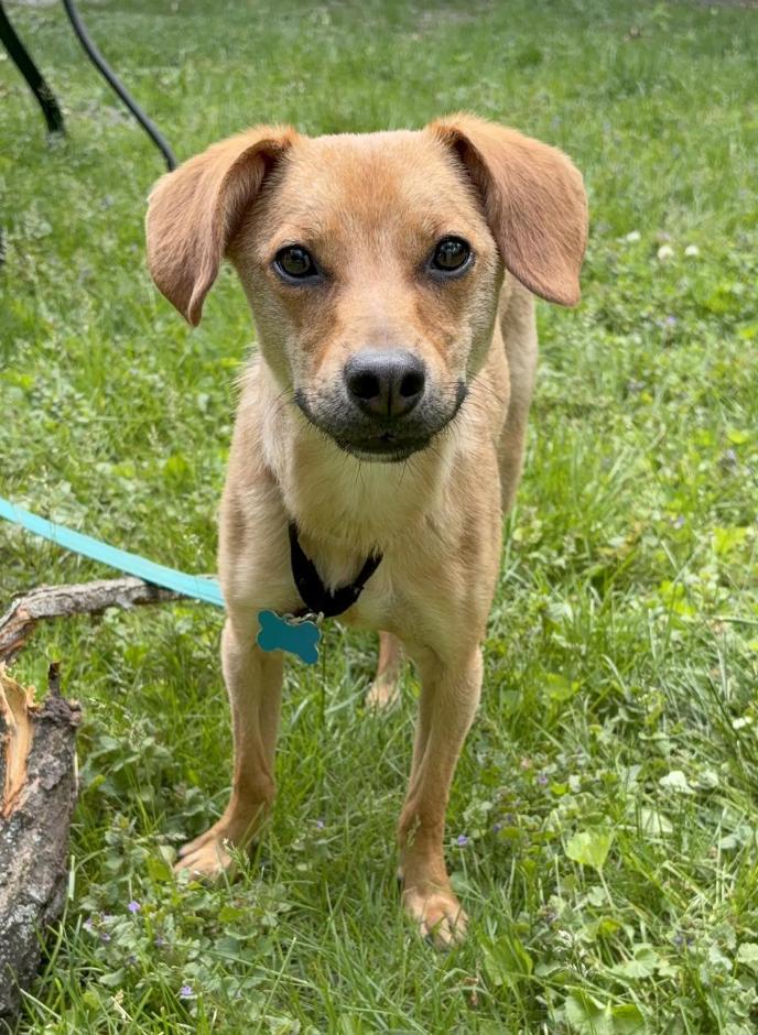 Frank, a Adoptable mixed breed in Batavia, IL image 2/6