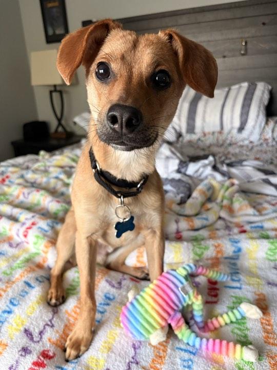 Frank, a Adoptable mixed breed in Batavia, IL image 4/6