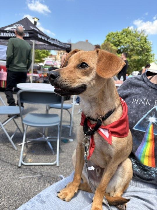 Frank, a Adoptable mixed breed in Batavia, IL image 5/6