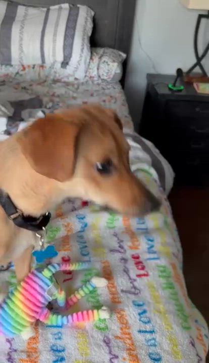 Enlarge Frank, a Adoptable mixed breed in Batavia, IL video 6/6