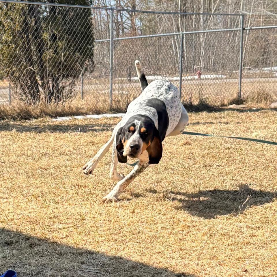 Banner, Adoptable, Young Male Bluetick Coonhound.