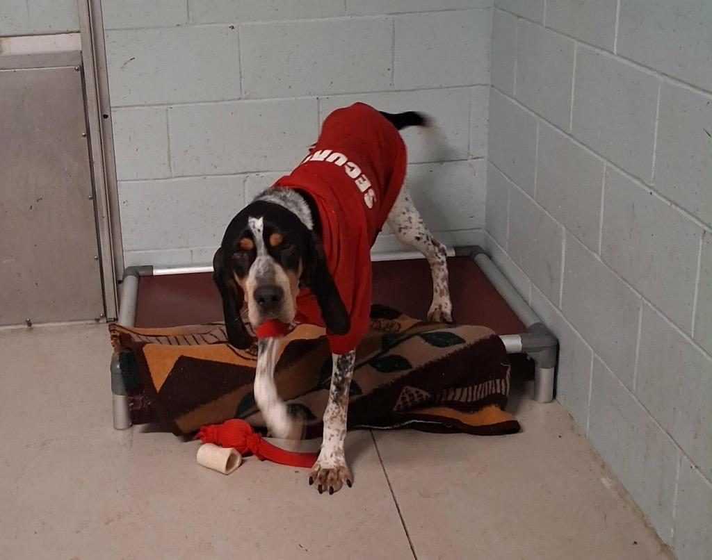 Banner, Adoptable, Adult Male Bluetick Coonhound.