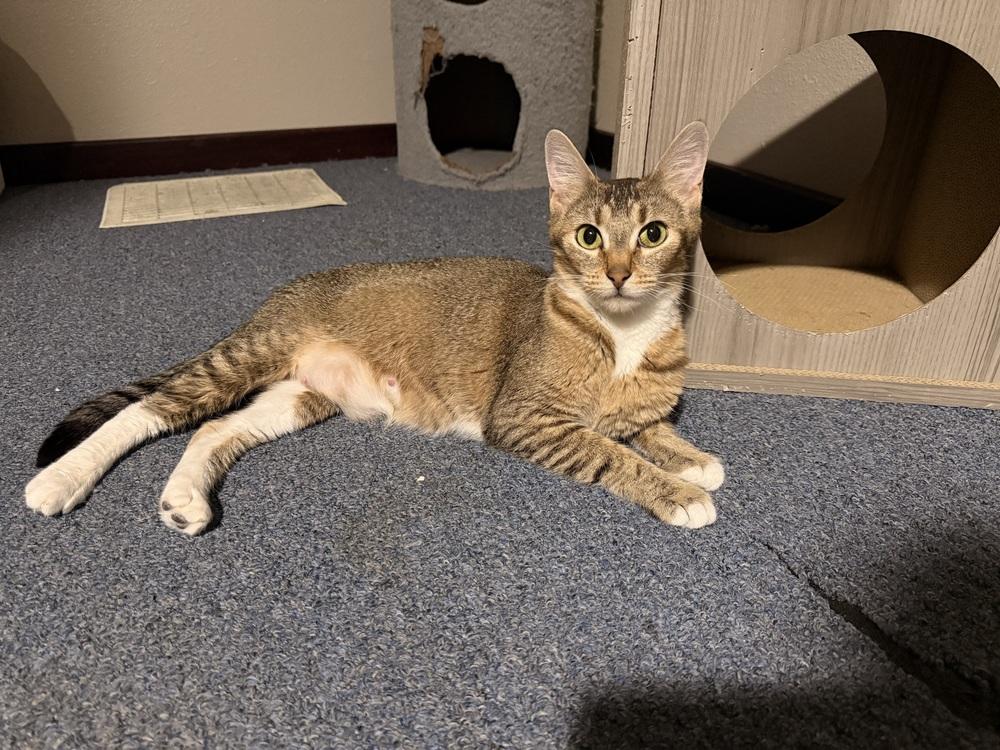Dolce, Adoptable, Young Female Domestic Short Hair.
