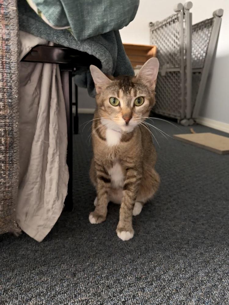 Dolce, a Adoptable Domestic Short Hair in Bellingham, WA image 2/4