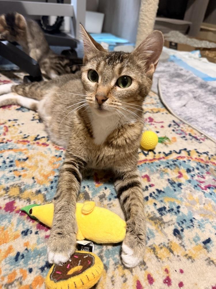 Dolce, a Adoptable Domestic Short Hair in Bellingham, WA image 3/4