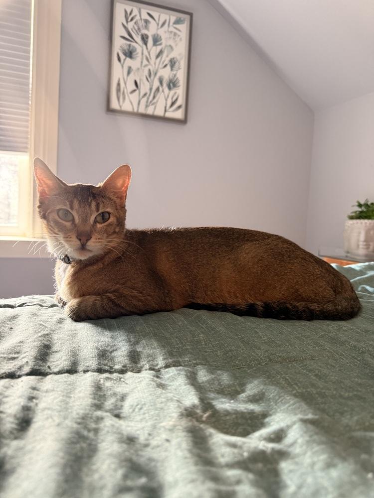 Dolce, a Adoptable Domestic Short Hair in Bellingham, WA image 4/4
