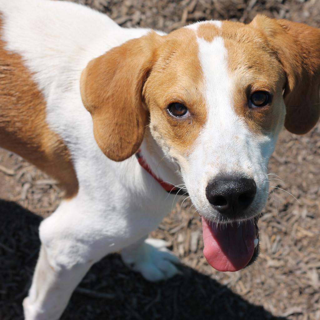 PUCK, Adoptable, Adult Male Hound.