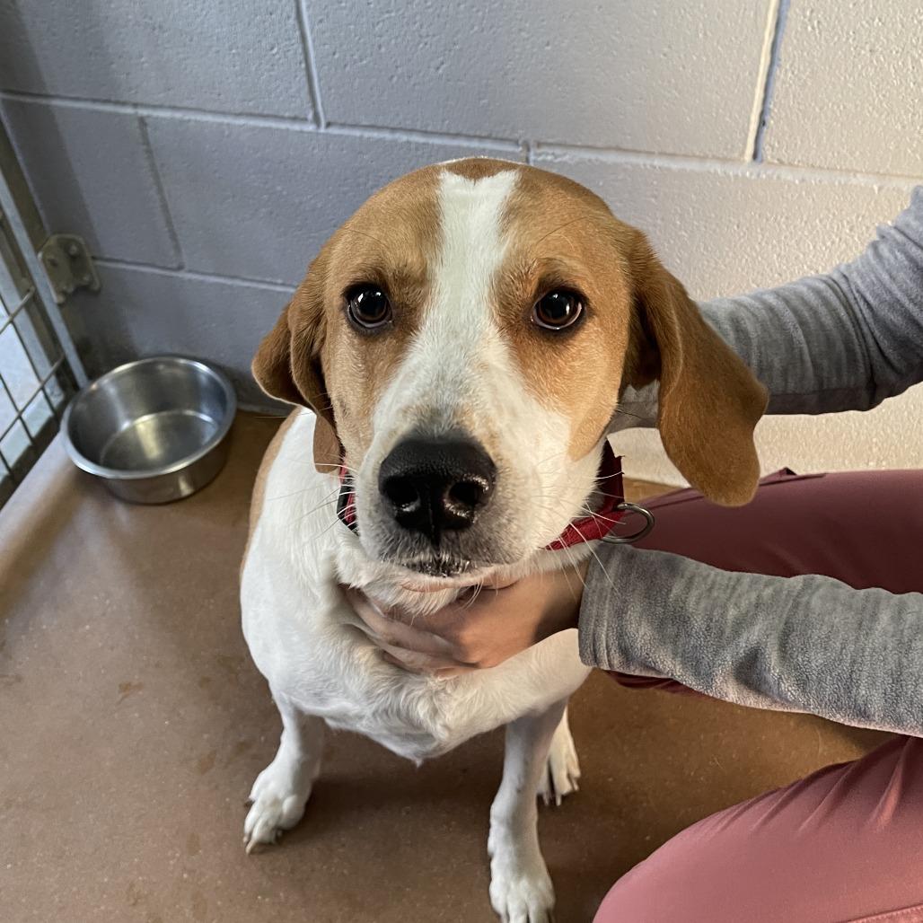 PUCK, Adoptable, Adult Male Hound & Mixed Breed.