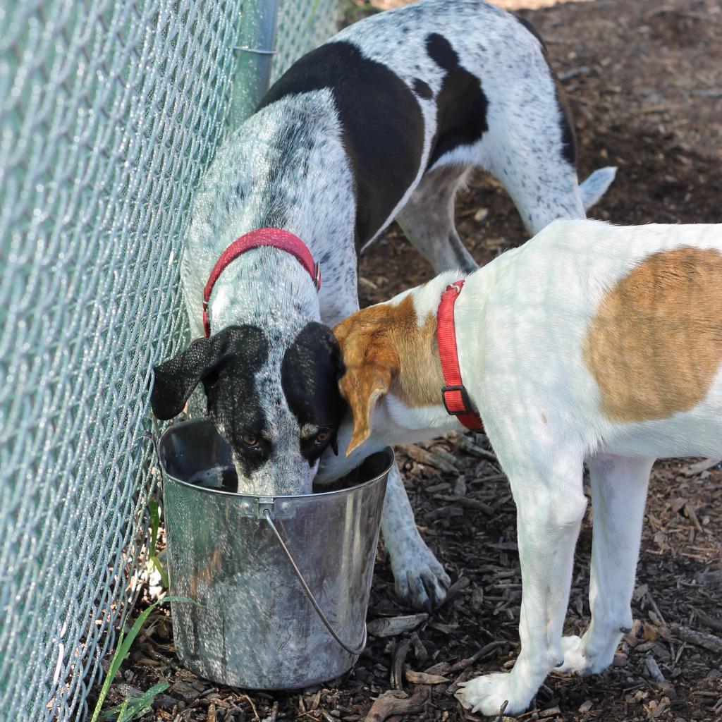 Enlarge PUCK, a Adoptable mixed breed in Kyle, TX image 2/6