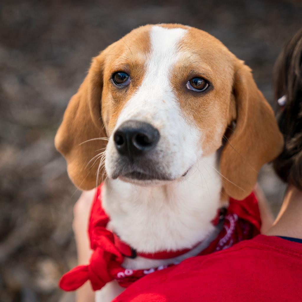 Enlarge PUCK, a Adoptable mixed breed in Kyle, TX image 3/6