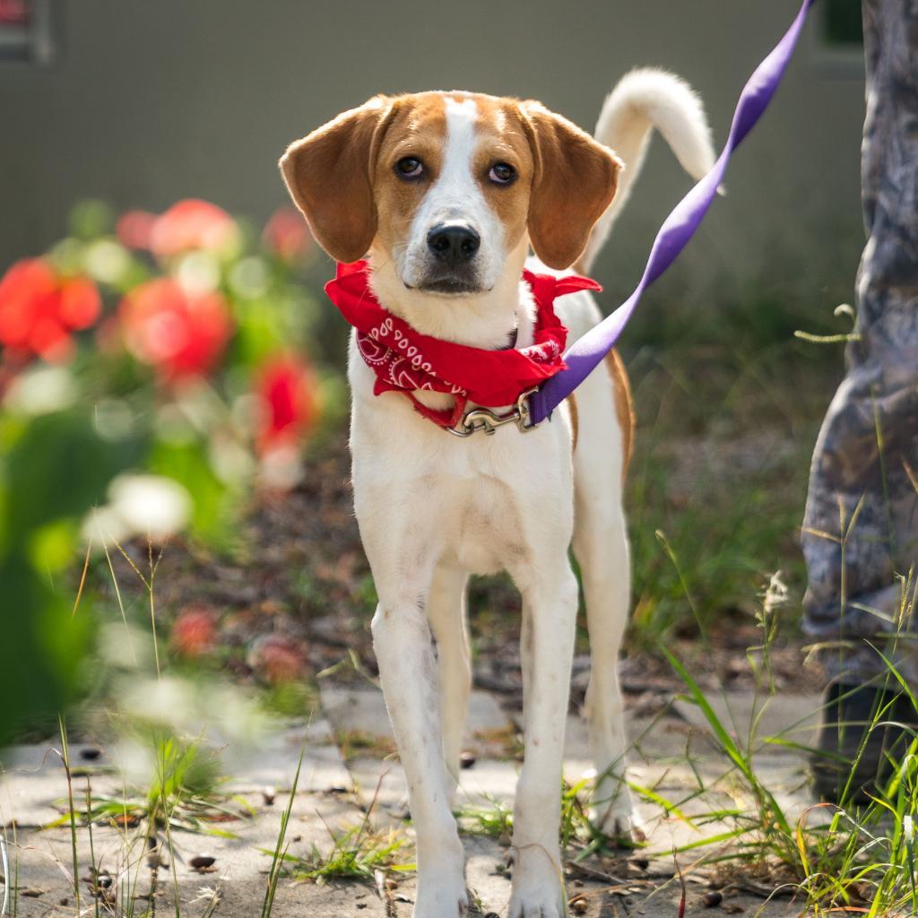 Enlarge PUCK, a Adoptable mixed breed in Kyle, TX image 4/6
