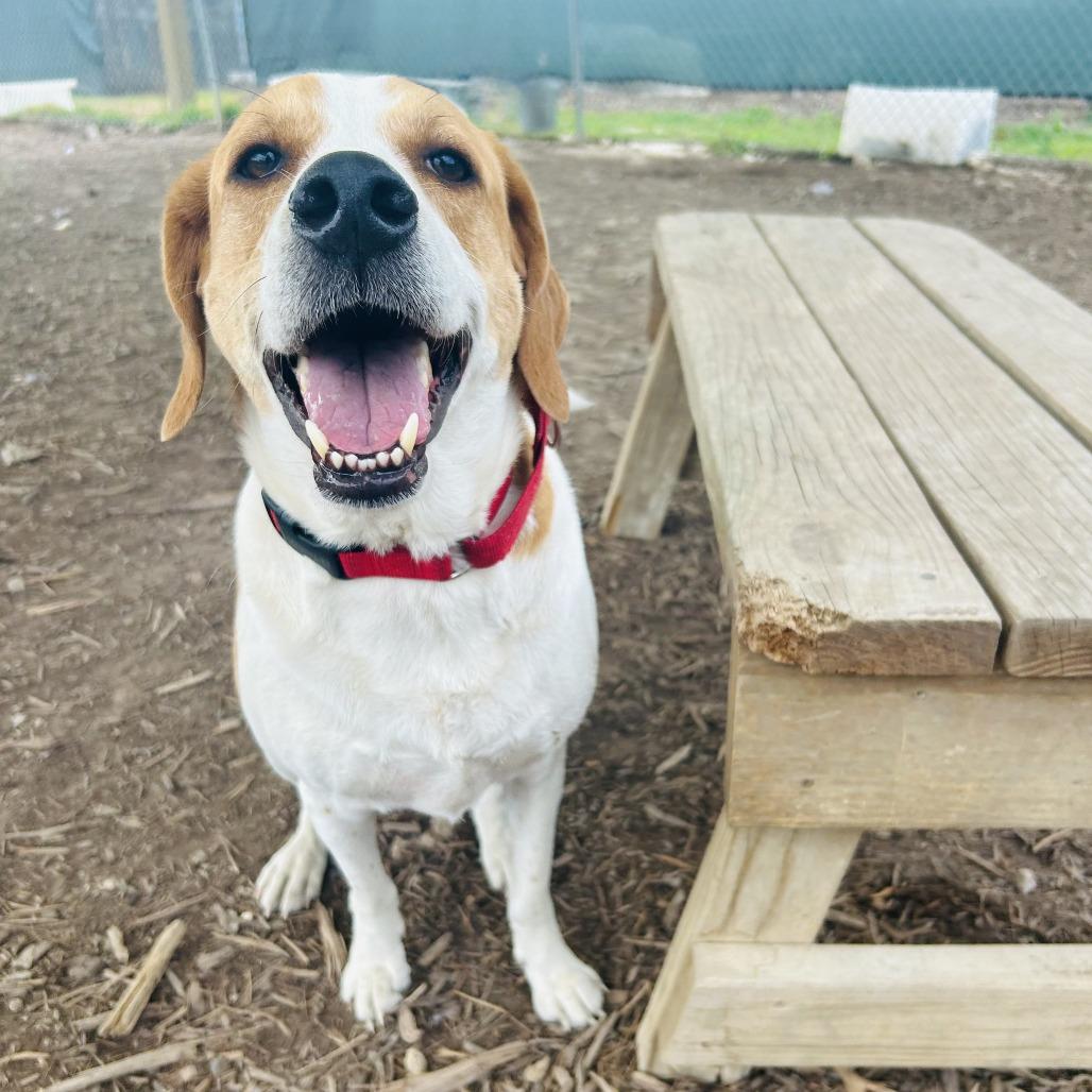 Enlarge PUCK, a Adoptable mixed breed in Kyle, TX image 6/6
