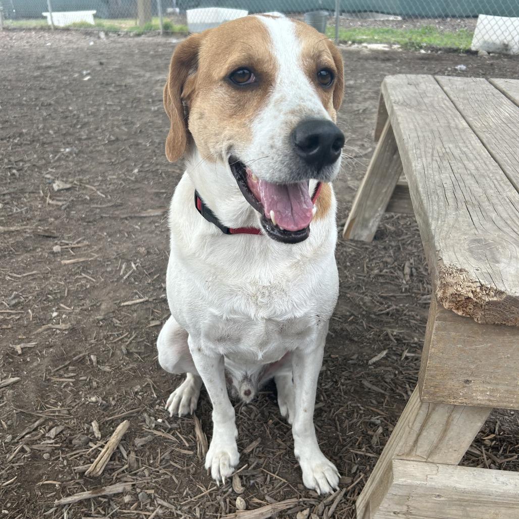 Enlarge PUCK, a Adoptable mixed breed in Kyle, TX image 4/4
