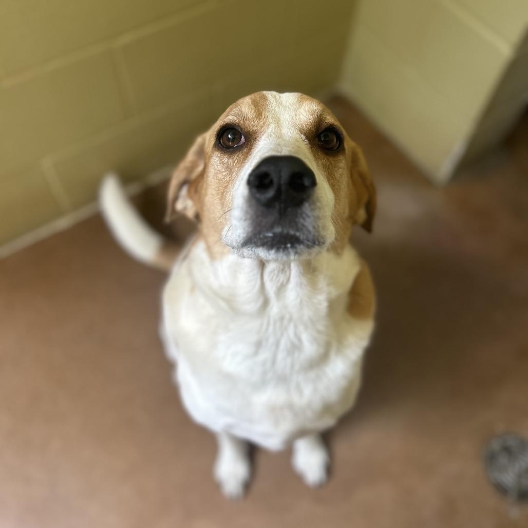 PUCK, a Adoptable mixed breed in Kyle, TX image 4/4