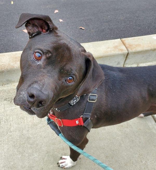 Enlarge Joker, a Adoptable mixed breed in Vallejo, CA image 1/6